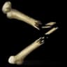 Bone Fragments