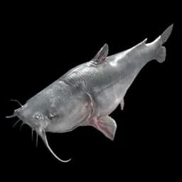 Catfish
