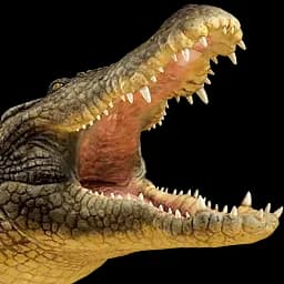 Crocodile