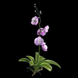 Orchid (collectable)