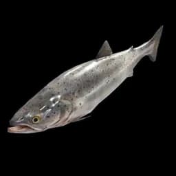 Salmon