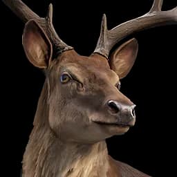 Stag