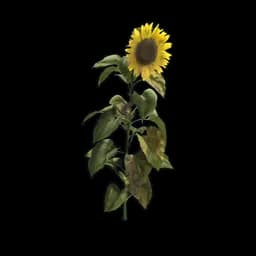 Sunflower (collectable)
