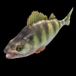 Yellow Perch